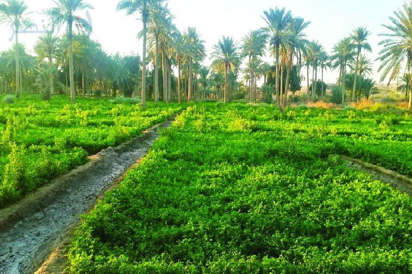 Models of Abadi s Government Reform Policy Axes 2014-2018